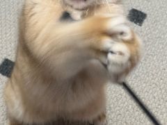 -宠颐生宠物医院·心肾内科·猫专科诊疗中心宠巢店