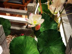 -荷塘秋月·本帮江浙菜(国权路店)