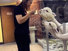 -上海大自然野生昆虫馆(东方明珠·爬宠昆虫探索中心)