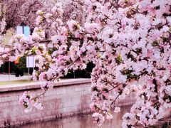 -海棠花溪(元大都城垣遗址公园)