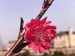 -杭州湾海上花田景区