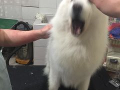 -酷狗靓猫宠物·洗护·美容·寄养(航北路店)