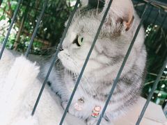 -海边的猫和咖啡馆