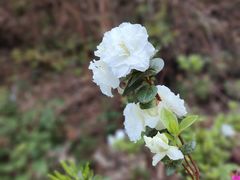 -木兰云雾山