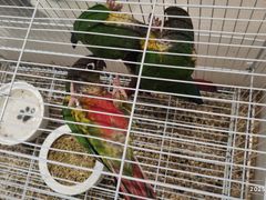 -帕帕拉兹宠物(亚洲旗舰店)