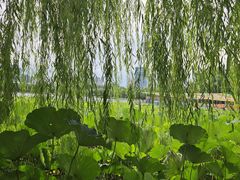 -莲花池公园
