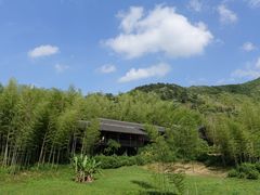 -大唐贡茶院