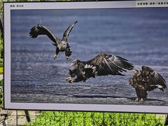 -野鸭湖国家湿地公园