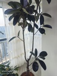 -HEYAN荷妍专业脱毛连锁机构