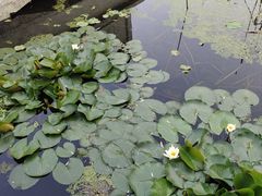 -莲湖公园