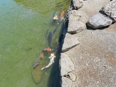-水前寺成趣园