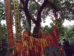-大槐树寻根祭祖园