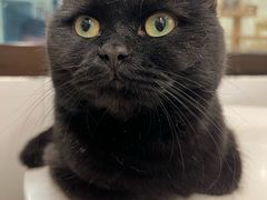 -有喵·猫咖·狗咖·30几只猫10只小狗(岗厦店)