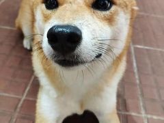 -柴犬高等学院·狗咖·柴犬售卖·宠物训练