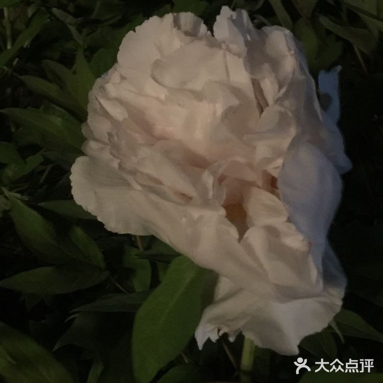夜幕低垂、繁星少歇，拎着一袋猫粮和两块炸带鱼来找咪咪