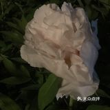 夜幕低垂、繁星少歇,拎着一袋猫粮和两块炸带鱼来找咪咪