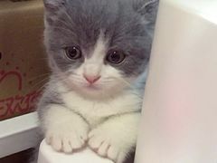 -喵zoo家庭繁育猫舍(尖东智能花园店)