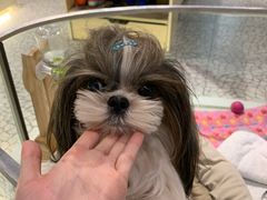 -momokira米努特·德文卷毛猫·棉花面纱犬