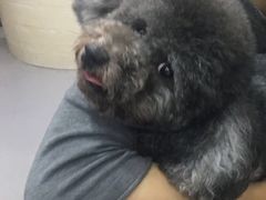 -安安宠医宠物医院·异宠·犬猫内科(岳阳分院)