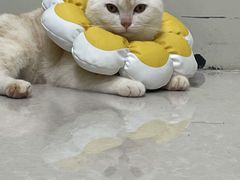 -瑞鹏宠物医院·骨科·猫科·内科(第一中心)