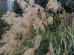 -大渡口区义渡公园