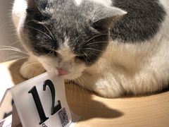 -飞行喵MR PILOT|猫舍·猫咖(静安大融城店)