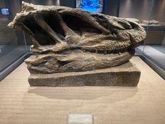 -自贡恐龙博物馆