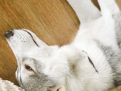 -Husky Go! 哈士奇体验馆·宠物咖啡厅狗咖