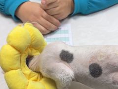 -中农国际动物医院24小时·猫科·骨科·急重症中心