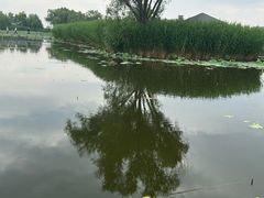 -白洋淀景区