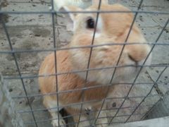 -意大利农场度假村