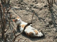 -龙华素斋(龙华路店)