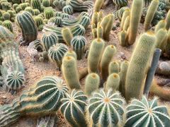 -深圳仙湖植物园