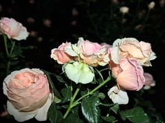 -人民公园(罗湖区)