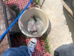 -同銮特种养殖场·龙虾垂钓