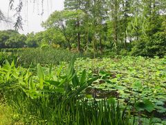 -金银湖国家城市湿地公园