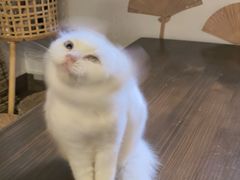 -楼上猫咖(罗湖店)