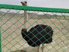-新疆天山野生动物园
