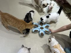 -藏猫猫咖啡主题馆(中央大道店)