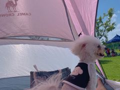 -春花秋色城市公园