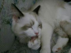 -猫色咖啡·猫咖