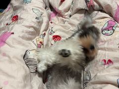 -乖乖宠物医院·猫科·骨科·24小时(云岗分院)