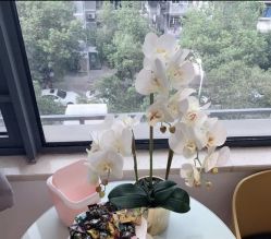 -MIVI野生眉纹绣纹眉