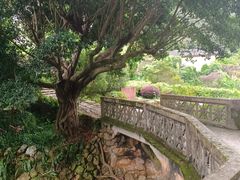 -雁南飞茶田景区
