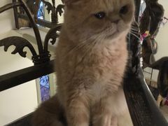 -more than meow吴止猫主题餐厅(承德 中船汇店)