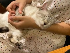 -猫小院猫主题餐厅(三里屯店)