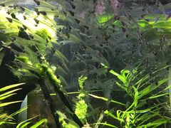 -迪拜水族馆及水下动物园