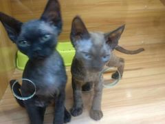 -猫十亿·布偶金渐层·曼基康矮脚猫舍(青年路店)