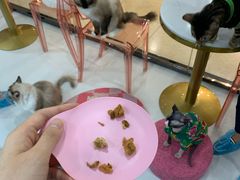 -糯米喵星人·撸猫猫舍咖啡馆(西市场嘉华店)