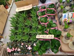 -秦美花卉(天朗·莱茵小城2期店)